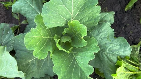 Cabbage grows in the garden Stock Footage 245472655