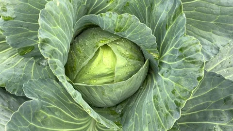 Cabbage grows in the garden Stock Footage 247435655