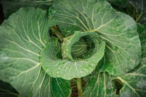 Cabbage that grows in the garden Stock Photos