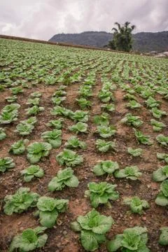 Cabbage that grows in the garden Stock Photos