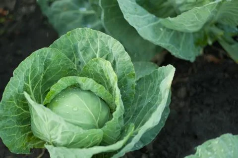 Cabbage grows in the garden Stock Photos
