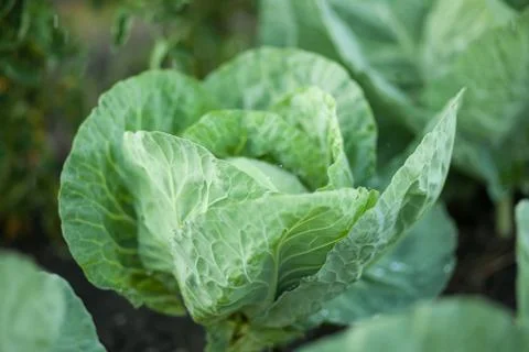 Cabbage grows in the garden Stock Photos