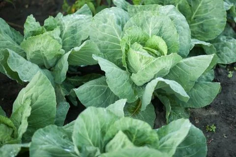 Cabbage grows in the garden Stock Photos