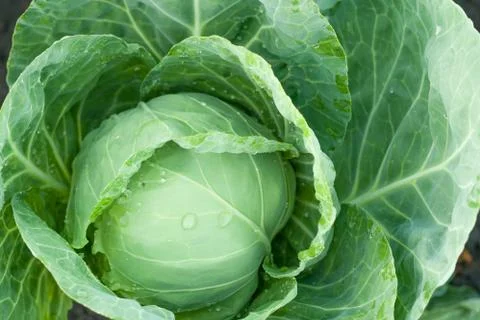 Cabbage grows in the garden Stock Photos
