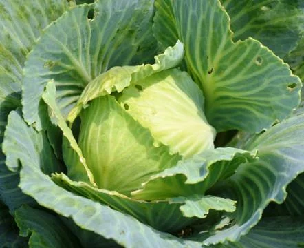 Cabbage grows in the garden. Stock Photos