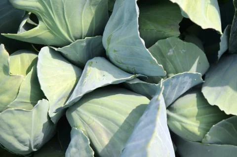 Cabbage grows in the garden. Stock Photos