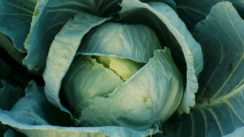 Cabbage grows in the garden. Selective focus. Stock Footage 274481847