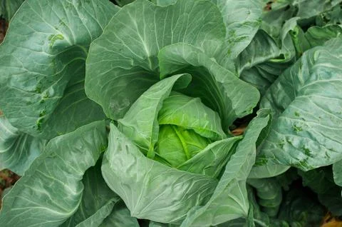 Cabbage grows on the garden. Young cabbage Stock Photos