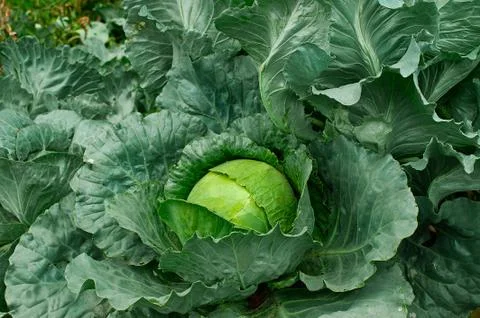 Cabbage grows on the garden. Young cabbage Stock Photos