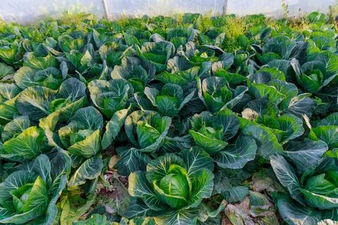 Cabbage grows in a greenhouse. Grown cabbage is ready for cutting. Cabbage Stock Photos