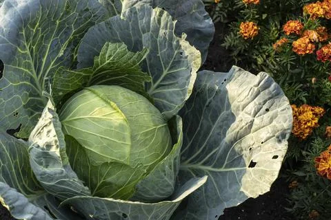 Cabbage grows in the organic open ground in home garden. Fresh cabbage Stock Photos