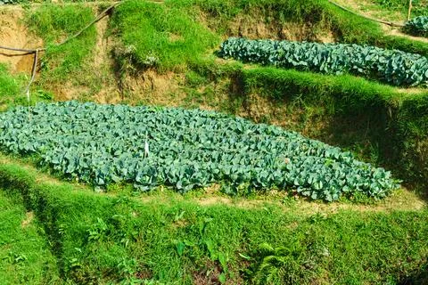 Cabbage grows in small patches on a hill Stock Photos