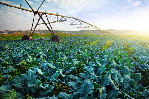 Cabbage growth Stock Photos