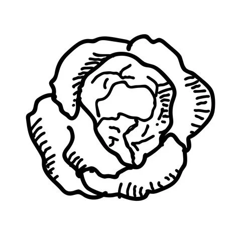 Cabbage hand drawn illustration Illustrazione stock