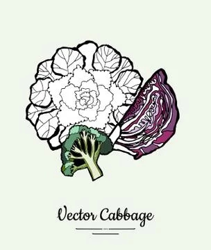 Cabbage hand drawn illustration set. Modern illustration of cabbage. Isolated Stock Illustration