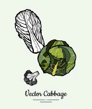 Cabbage hand drawn illustration set. Modern illustration of cabbage. Isolated Stock Illustration