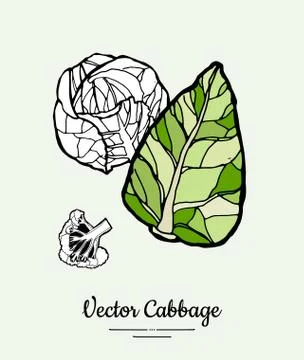 Cabbage hand drawn illustration set. Modern illustration of cabbage. Isolated Stock Illustration