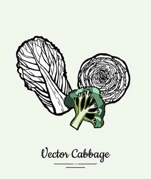 Cabbage hand drawn illustration set. Modern illustration of cabbage. Isolated Stock Illustration