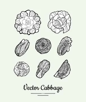 Cabbage hand drawn vector black and white set. Modern cabbage illustration. Hand Stock Illustration