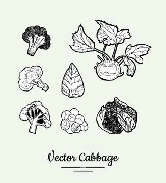 Cabbage hand drawn vector black and white set. Modern cabbage illustration. Hand Stock Illustration