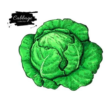 Cabbage hand drawn vector illustration. Vegetable artistic style object. Stock Illustration