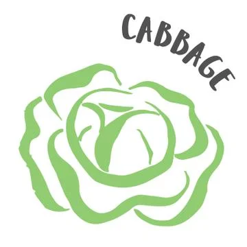 Cabbage hand painted with ink brush isolated on white background Stock-Illustration