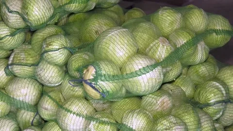 Cabbage harvest. Stock Footage 223817208