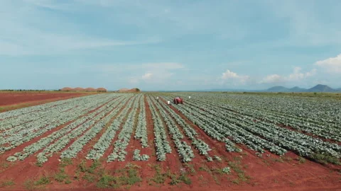 Cabbage harvest Stock Footage 322018484
