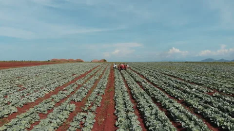 Cabbage harvest Stock Footage 322018506