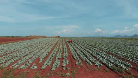 Cabbage harvest Stock Footage 322018507