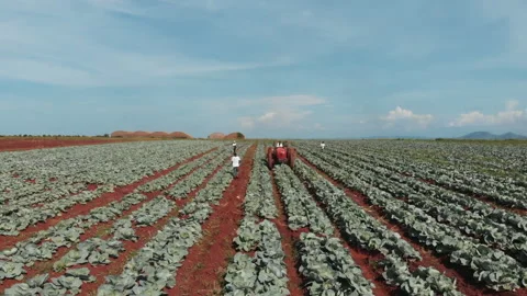 Cabbage harvest Stock Footage 322018511
