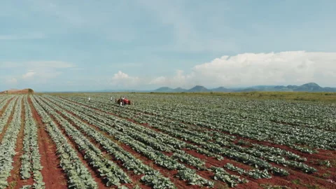 Cabbage harvest Stock Footage 322018520