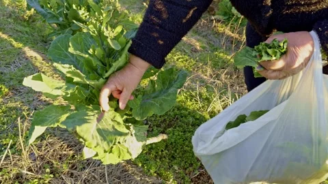 Cabbage harvest Stock Footage 329628691