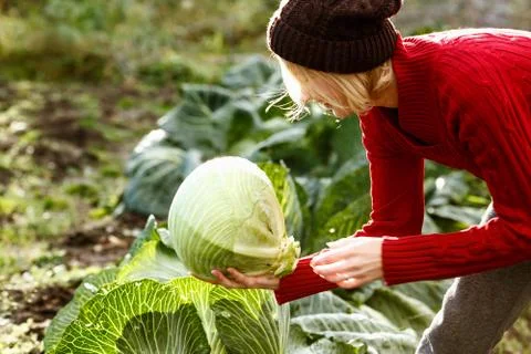 Cabbage harvest Stock Photos