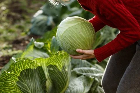 Cabbage harvest Stock Photos