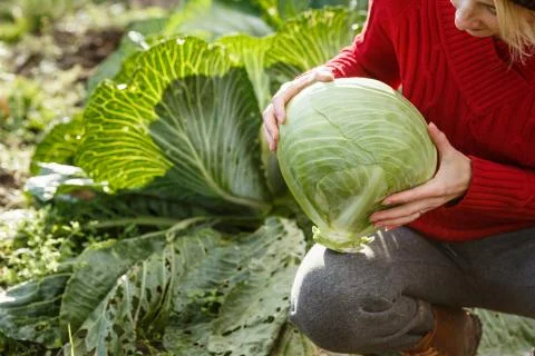 Cabbage harvest Stock Photos