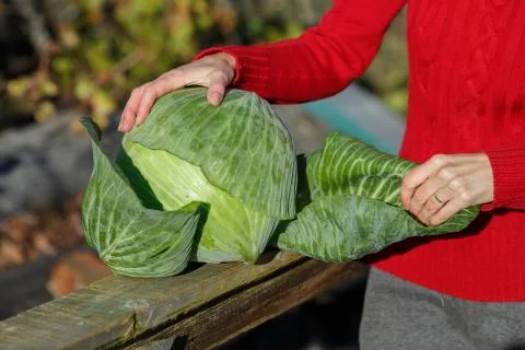 Cabbage harvest Stock Photos