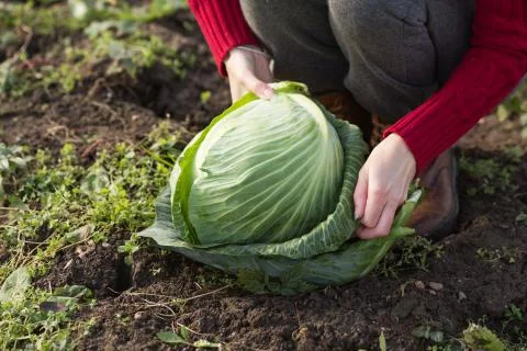 Cabbage harvest Stock-Fotos