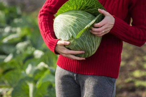 Cabbage harvest Stock Photos