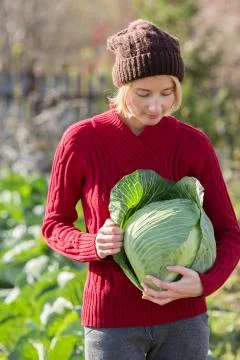 Cabbage harvest Stock Photos