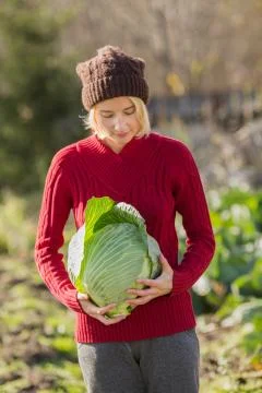 Cabbage harvest Stock Photos
