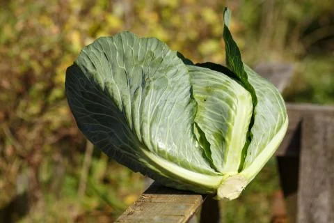 Cabbage harvest Stock Photos