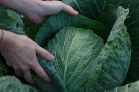 Cabbage harvest Fotos Stock