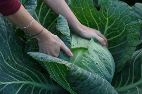 Cabbage harvest Stock Photos
