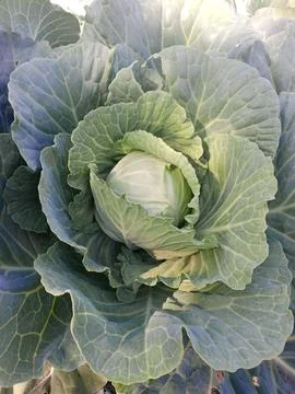 Cabbage harvest Stockfoto's