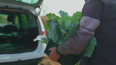 Cabbage Harvest Senior Farmer Loading Car with Freshly Harvested Vegetables Stock Footage 273983744