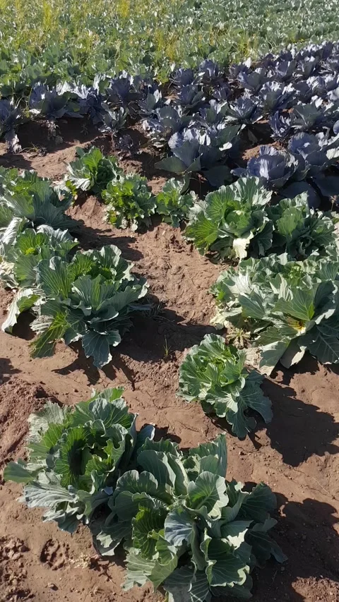 Cabbage harvest time, close up Stock Footage 168127347