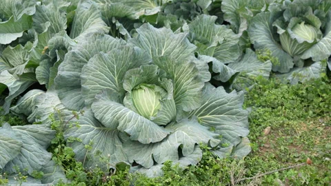 Cabbage before harvesting the field Stock Footage 260698109