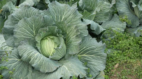 Cabbage before harvesting the field Video stock 260698214