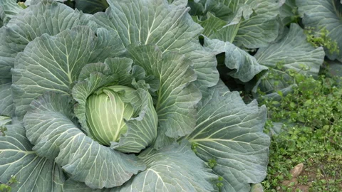 Cabbage before harvesting the field Video stock 260698217